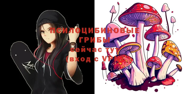 Галлюциногенные грибы Psilocybine cubensis  мориарти наркотические препараты  Будённовск 